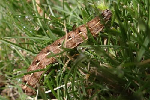Cerastis rubricosa
