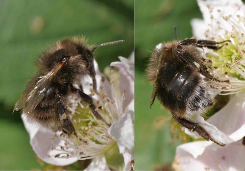 Bombus sp.
