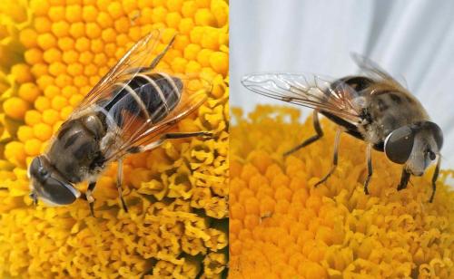 Réf. 130 544 : Eristalis arbustorum