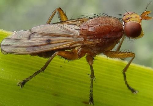 Tetanocera sp.