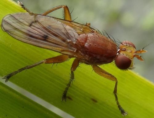 Tetanocera sp.