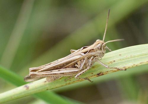 Chorthippus sp.