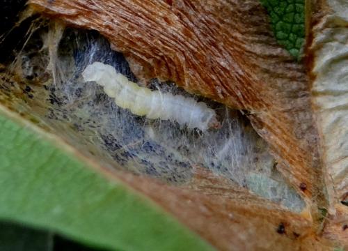 Phyllonorycter platani