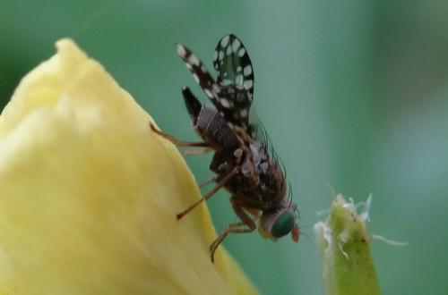Réf. 130 387 : Tephritis sp.