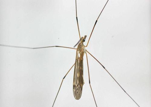 Tipula sp.