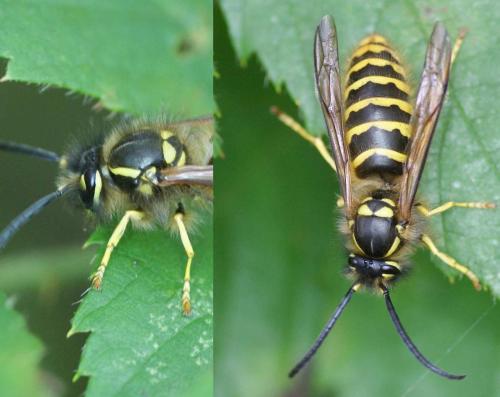 Vespula vulgaris