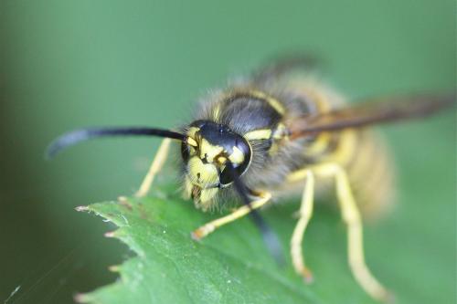 Vespula vulgaris