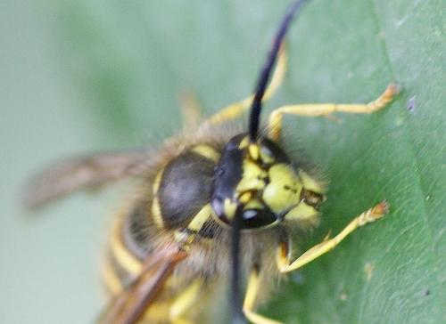 Vespula vulgaris