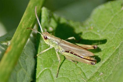 Pseudochorthippus sp.