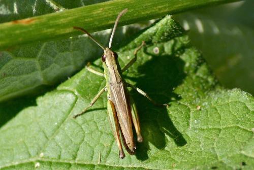 Pseudochorthippus sp.