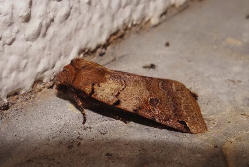 Réf. 130 572 : Agrochola litura