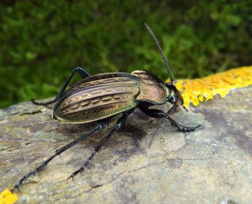 Carabus cancellatus