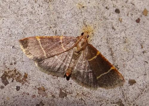 Réf. 130 613 : Hypsopygia glaucinalis