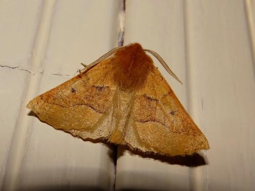 Réf. 130 738 : Crocallis tusciaria