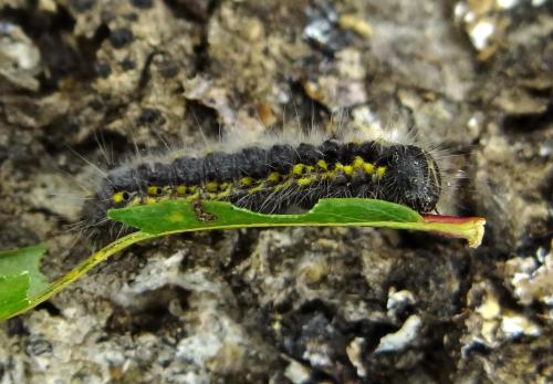 Clostera pigra