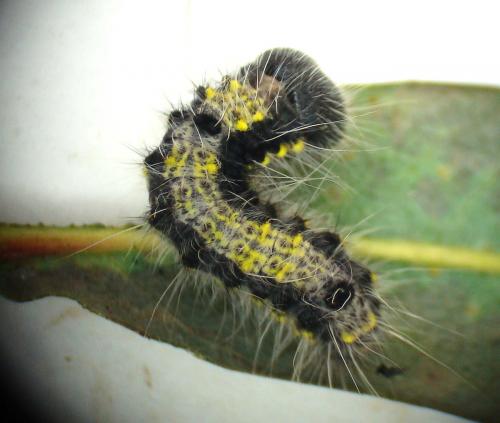 Clostera pigra
