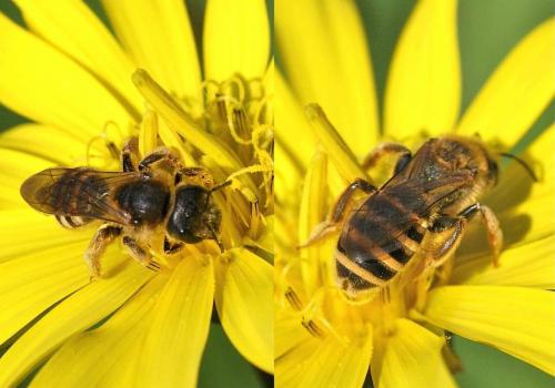 Réf. 130 494 : Halictus scabiosae