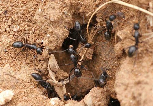 Réf. 130 838 : Camponotus aethiops