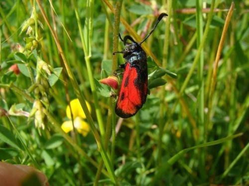 Zygaena sp.
