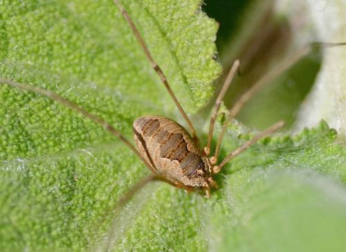 Phalangium opilio