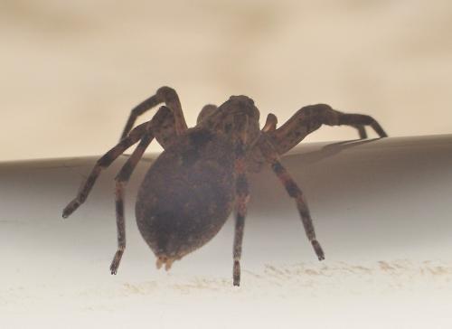 Zoropsis spinimana