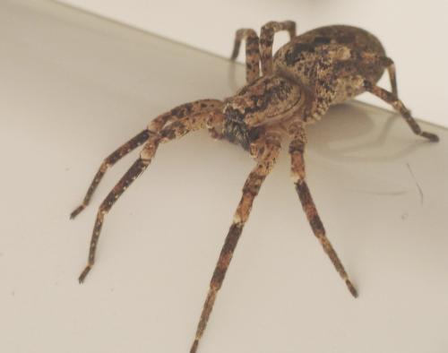 Zoropsis spinimana