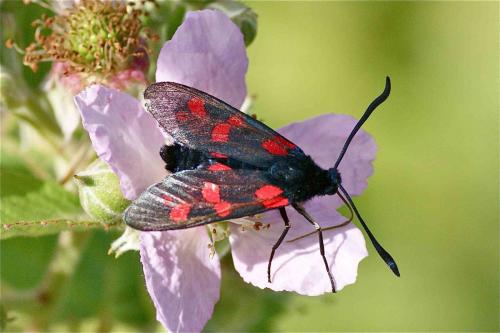 Réf. 130 682 : Zygaena filipendulae