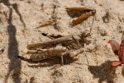 Réf. 130 169 : Acrotylus sp.