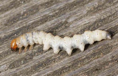 Triodia sylvina
