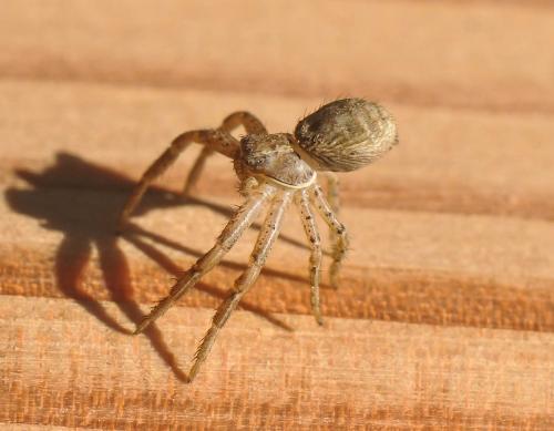Xysticus sp.