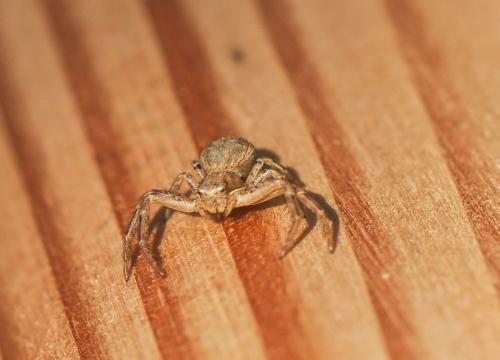Xysticus sp.