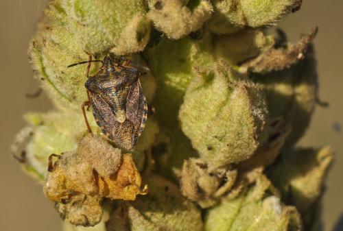 Carpocoris purpureipennis