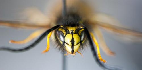 Réf. 130 504 : Vespula vulgaris