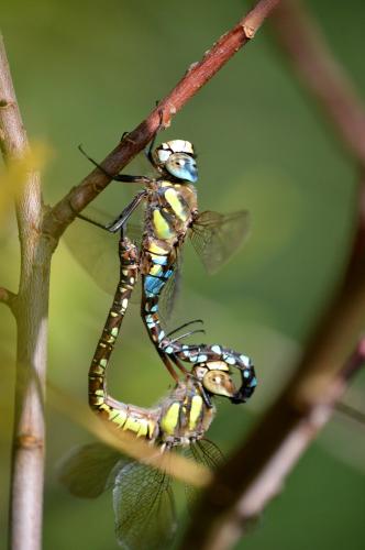 Aeshna mixta