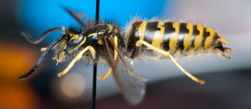 Réf. 130 506 : Vespula vulgaris