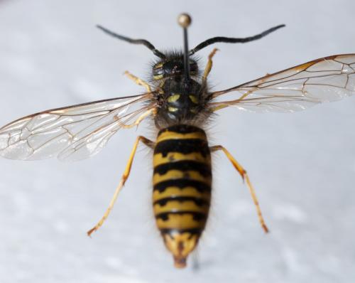 Réf. 130 507 : Vespula vulgaris