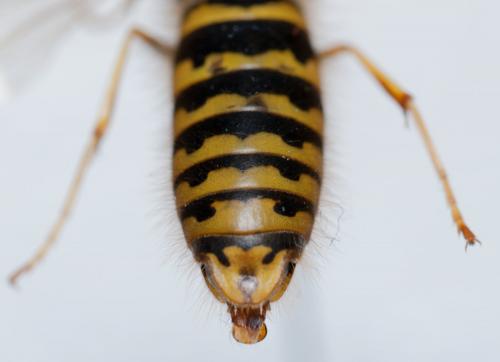 Vespula vulgaris