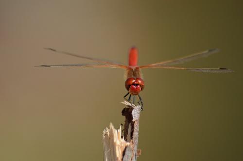 Sympetrum fonscolombii
