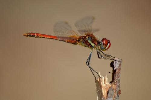 Réf. 130 348 : Sympetrum fonscolombii