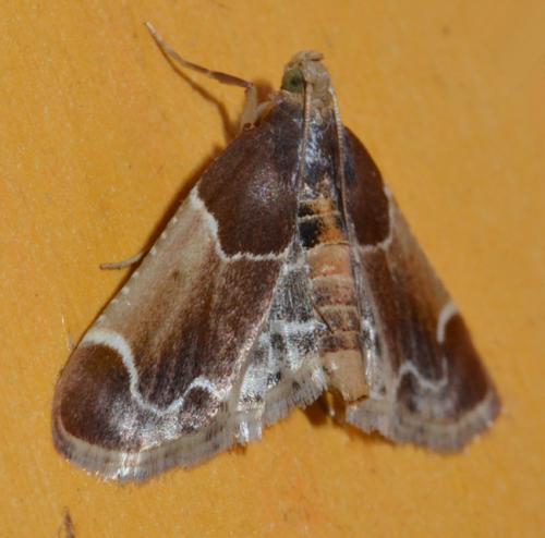 Réf. 130 269 : Pyralis farinalis