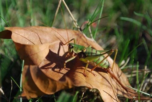 Réf. 130 254 : Antaxius sorrezensis