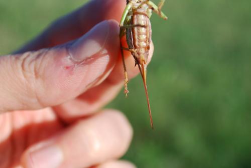 Réf. 130 266 : Antaxius sorrezensis