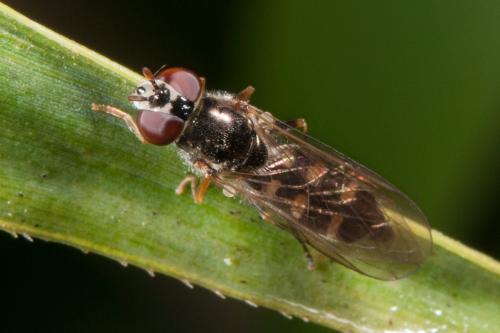 Réf. 130 529 : Platycheirus sp.