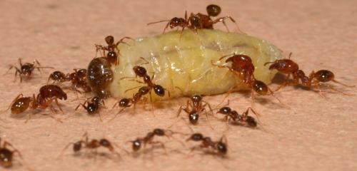 Réf. 130 625 : Pheidole pallidula