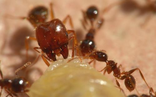 Réf. 130 626 : Pheidole pallidula