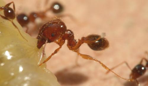 Réf. 130 629 : Pheidole pallidula