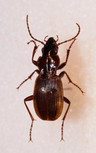 Réf. 130 200 : Pterostichus funestes