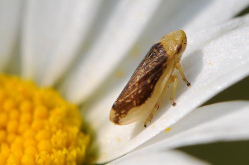 Philaenus spumarius