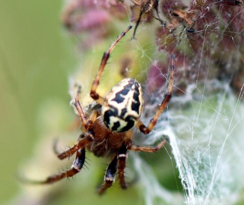Larinioides cornutus