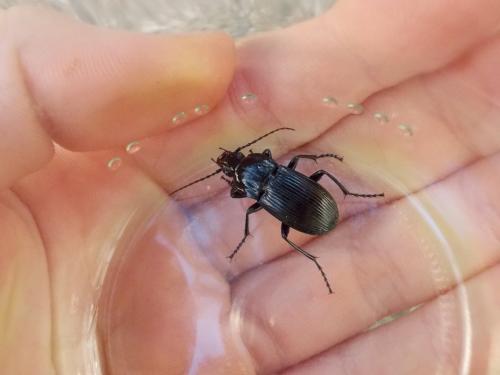 Abax parallelepipedus